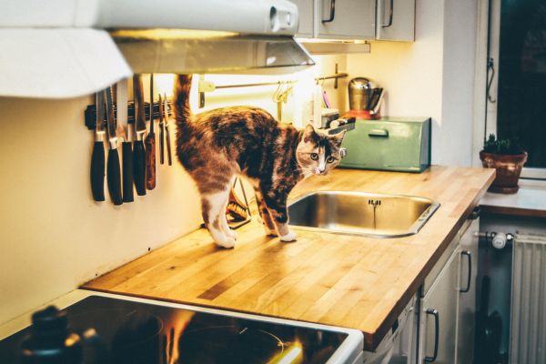 educare-gatto-in-cucina